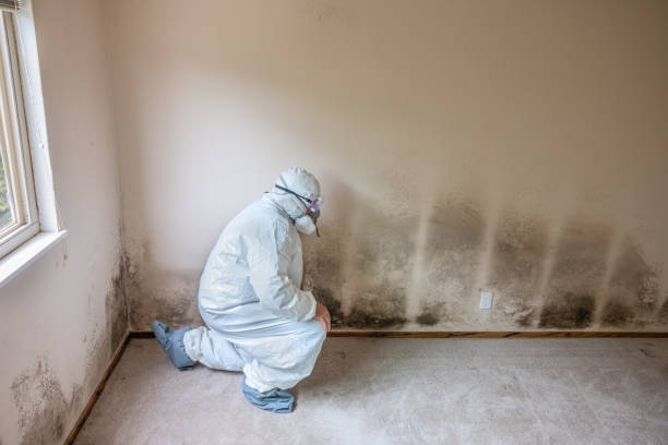 Why You Should Choose Our Mold Remediation Services in Mount Healthy Heights, OH